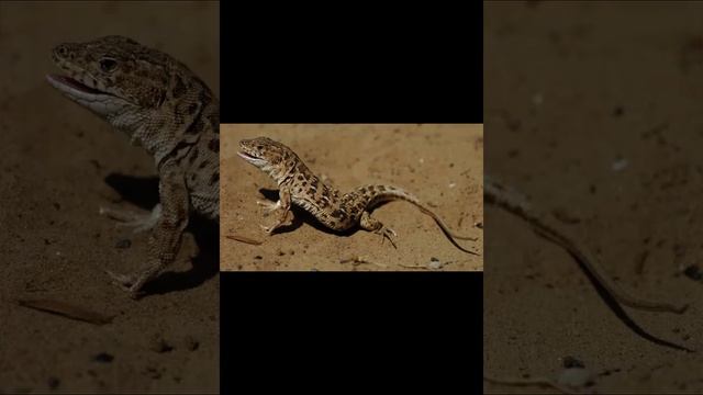 Разноцветная ящурка смотреть онлайн