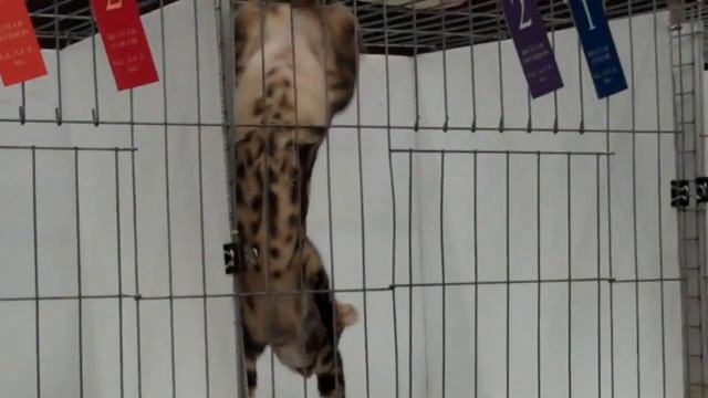 Brooklin смотреть онлайн