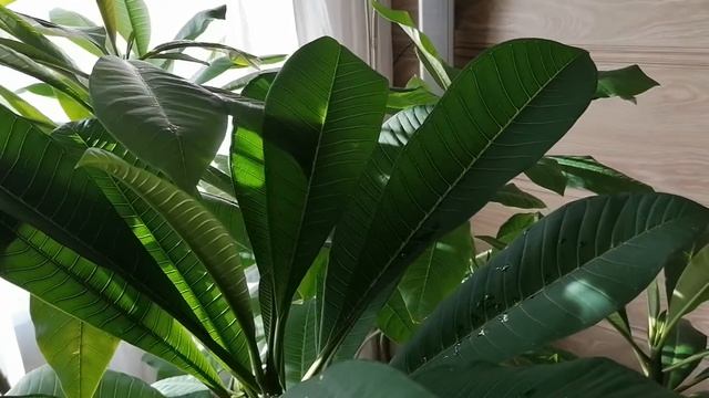 Plumeria Elin D'V зацвела! смотреть онлайн