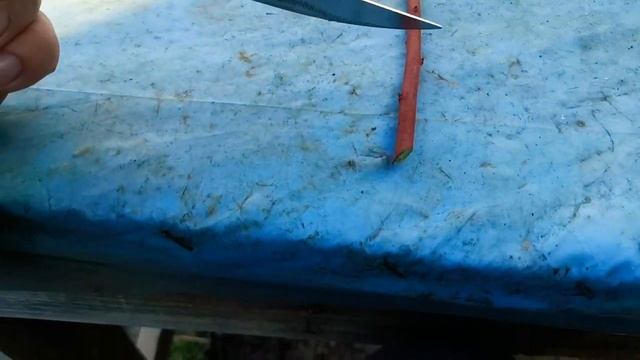 Укоренение голубики Дюк черенками смотреть онлайн