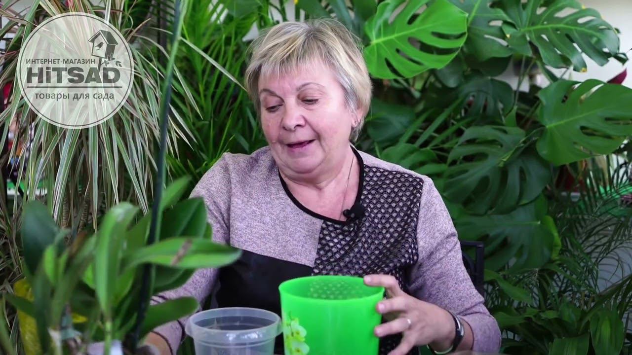 Как пересадить орхидею  Мастер класс Хитсад