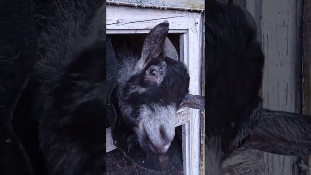 Родившая коза живёт в летнем домике смотреть онлайн