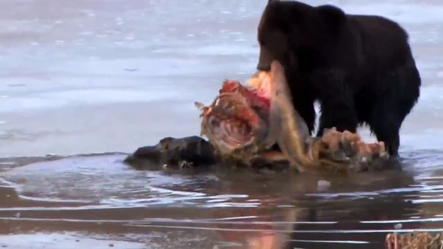 VS БЕЛЫЙ МЕДВЕДЬ ПРОТИВ ВСЕХ смотреть онлайн