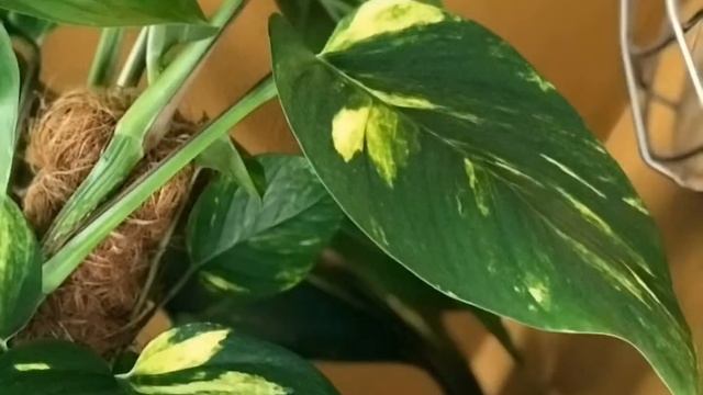WOW ? ? 2 metres high Epipremnum Aureum Scindapsus смотреть онлайн