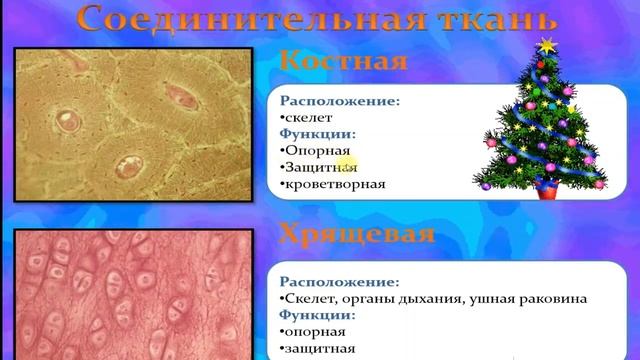 Ткани человека (краткая лекция).Анатомия человека 8 класс смотреть онлайн