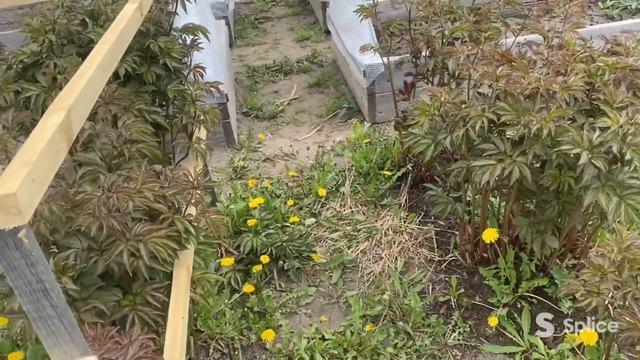 Нужны ли пионам подпорки? смотреть онлайн