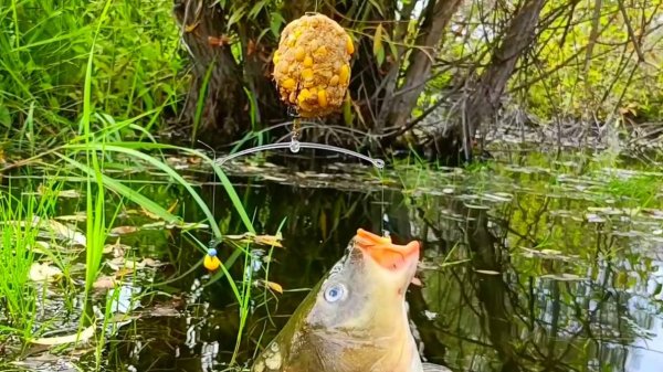 СУПЕР УЛОВИСТАЯ ДОННАЯ СНАСТЬ С КОРМУШКОЙ