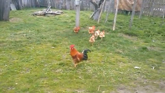 Петух и курица смотреть онлайн
