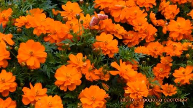 Космея обыкновенная Мандарин (cosmos Mandarin) ? Мандарин обзор: как сажать, семена космеи Мандарин