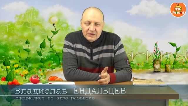 Вирус желтой курчавости листьев томата смотреть онлайн