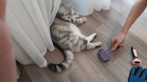 Чем вычесывать шерсть кошке?