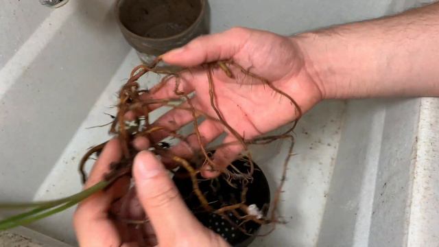 Reviving a Neglected Syngonium Red Spot Tricolor: Ultimate Repotting Guide! смотреть онлайн