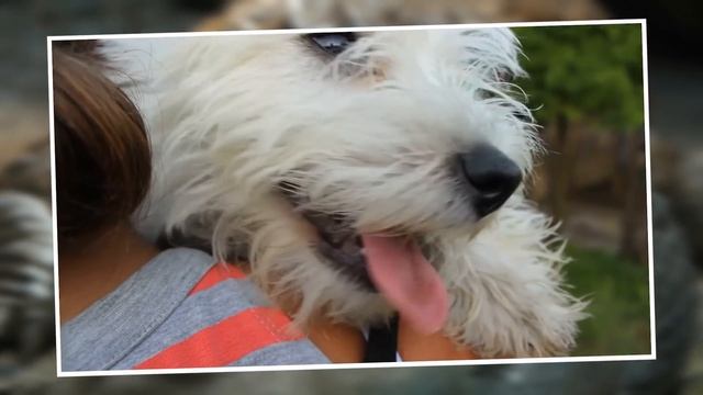 10 Невероятных Собак, Которые Спасли Жизни Людей смотреть онлайн