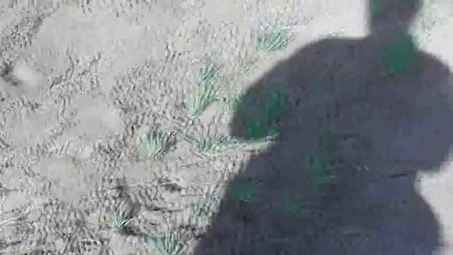 На мотоблоке едем на работу. Делаем грядки и садим на Саманном. 11. 05. 2021 смотреть онлайн