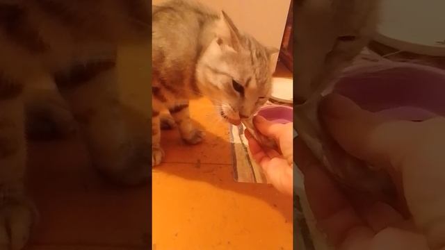 Чем кормить кота?АСМР КОТ ЕСТ РЫБУ.АСМР СЫРОЕ НАТУРАЛЬНОЕ ПИТАНИЕ.ASMR CAT EATING RAW FISH. смотреть онлайн