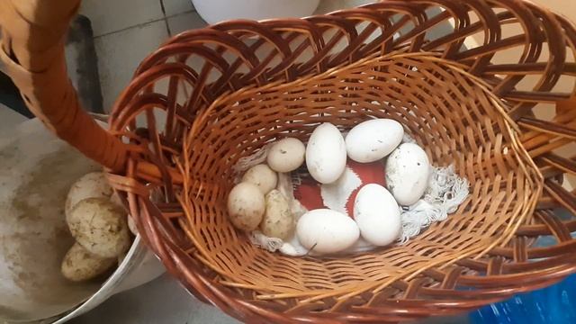 Утиные яйца// гусиные яйца// насидка или инкубация? смотреть онлайн