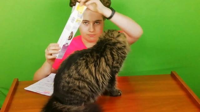 Выведение шерсти у кошек смотреть онлайн