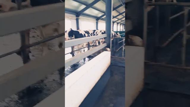 ТЮМЕНЬ Голышманов смотреть онлайн