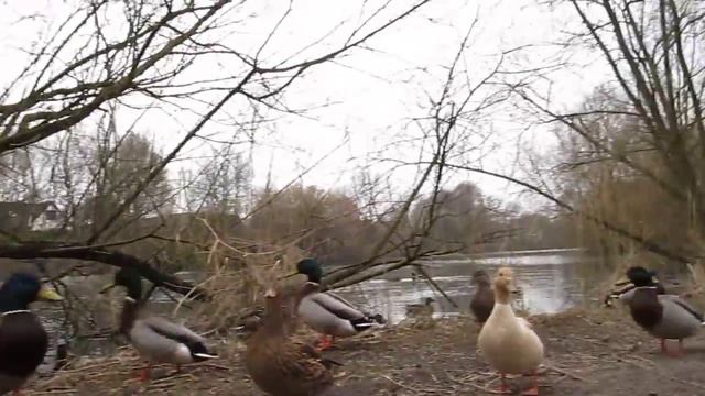 кормление уток