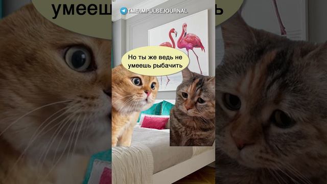 На рыбалку вместе #мыкотики #разговор #анекдот #шутки #котики #юмор #смешное #прикольно #мемы #cat смотреть онлайн