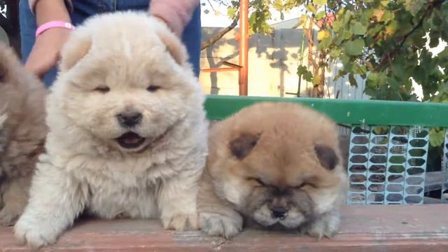 Чау Чау щенки 1 месяц 8 дней. 2014 смотреть онлайн