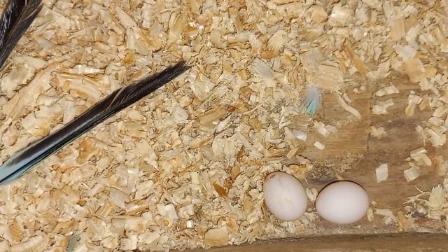 Долгая паровка волнистых попугаев. смотреть онлайн