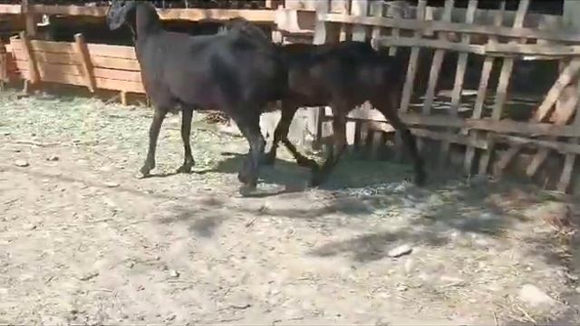 0(777)959547/ЯРОЧКИ АРАШАНСКОЙ ПОРОДЫ НА ПЛЕМЯ СРОЧНО 45000 СОМ. #АРАШАН #ПОРОДА смотреть онлайн