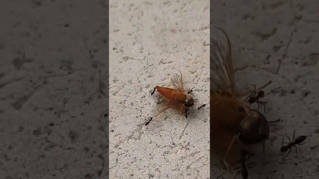 Ant Power @youTube смотреть онлайн