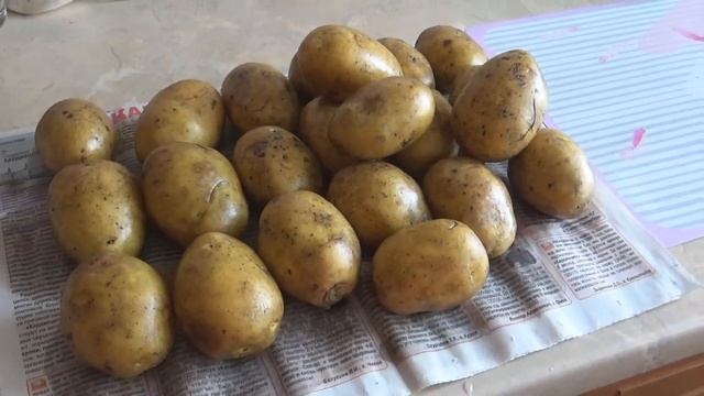 КАК ПРОРАЩИВАЮ КАРТОФЕЛЬ...... смотреть онлайн