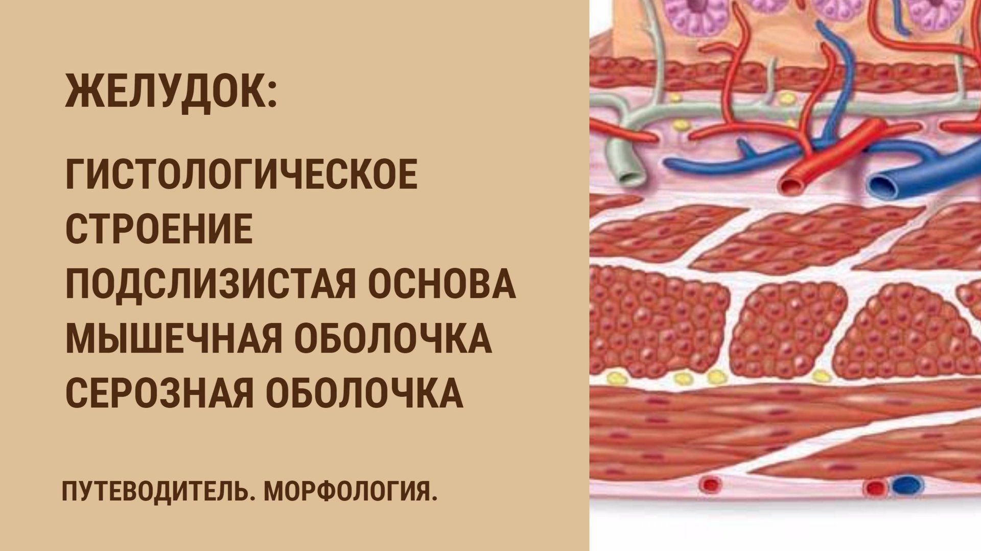 Желудок. Гистологическое строение. Подслизистая основа. Мышечная оболочка. Серозная оболочка смотреть онлайн