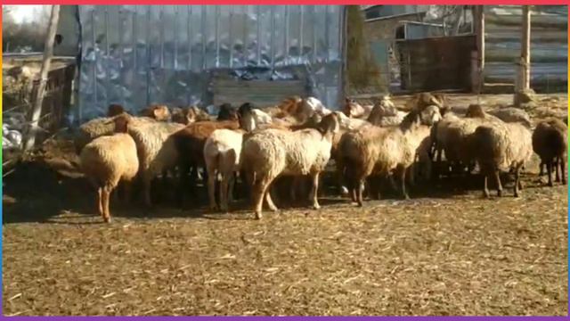 ПРОДАНО! Иссык-куль.обл оптом 30 голов ярки ягнята || арашан койлору смотреть онлайн
