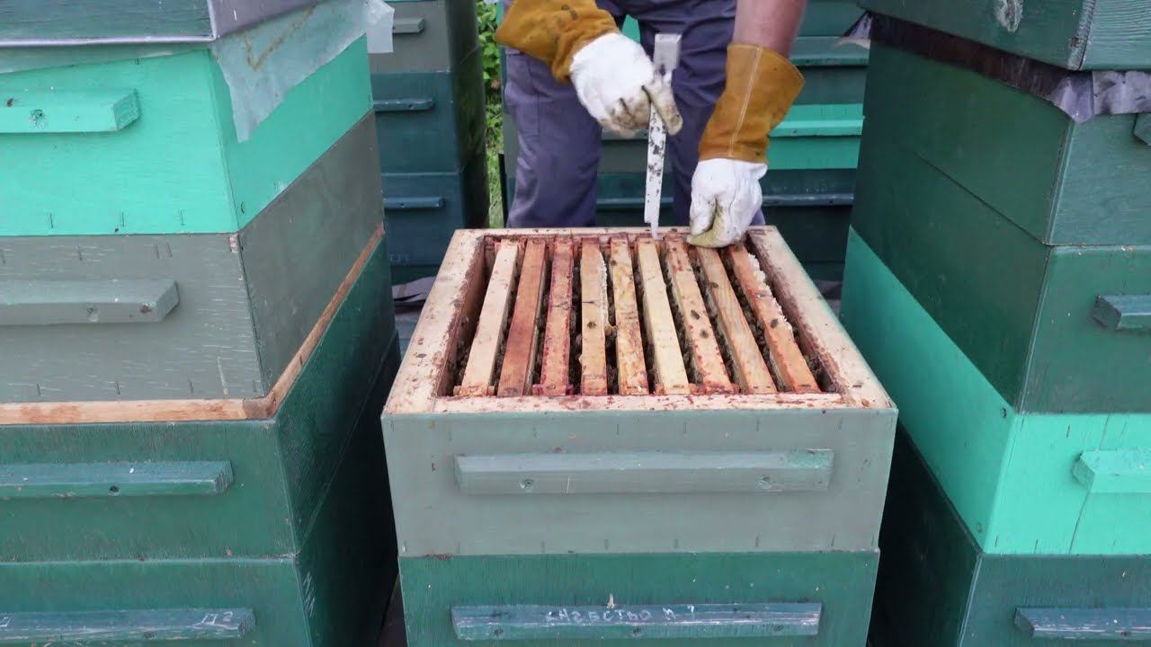 с липовым медом в этом году пролет смотреть онлайн