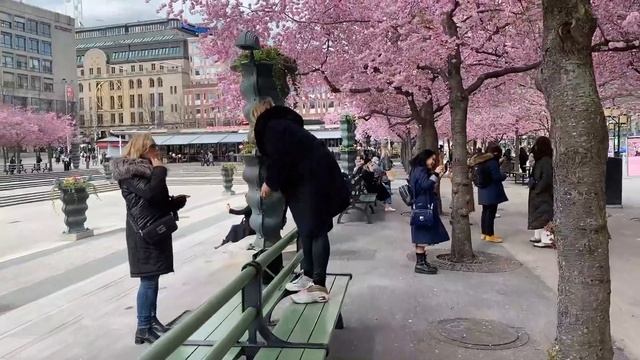 Сакура зацвела! смотреть онлайн