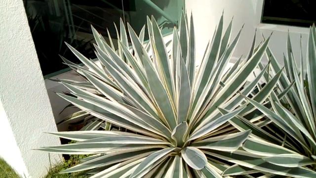 Agave espinho смотреть онлайн