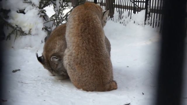Что такое любовь расскажут рыси Лекс и Бусинка. смотреть онлайн