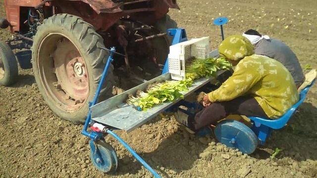 Посадка рассады табака 4х рядной рассадо-посадочной машиной двумя корпусами смотреть онлайн