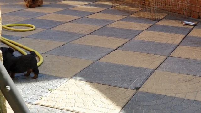 Что у меня выросло на клумбах, наши щеночки йорков на прогулке смотреть онлайн