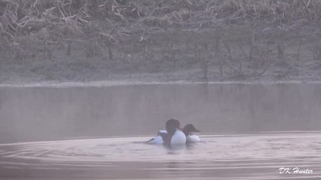 Весенняя охота на селезня с чучелами! Охота 2023! #охотанаселезня #охотасманком смотреть онлайн