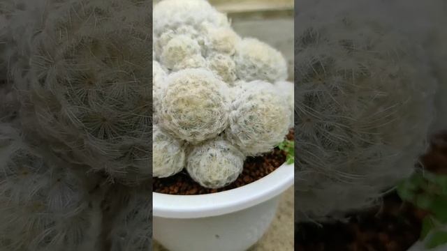 Kaktus Bulu Domba 'Mammillaria Plumosa' #aridzona  #mammillaria #cactus