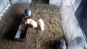 Нутрии!минусы сетки в вольере для нутрий!