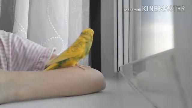 ?ЧТО ДЕЛАТЬ ЕСЛИ ПОПУГАЙ ЗАБОЛЕЛ?ЧАСТЬ ТРЕТЬЯ?|Гоша Гороша смотреть онлайн