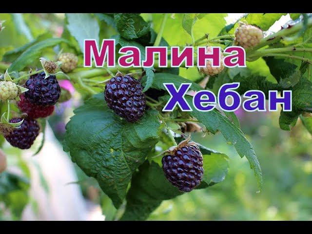 Малина Хебан смотреть онлайн
