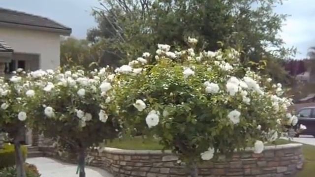 Iceberg Tree Rose Planting смотреть онлайн