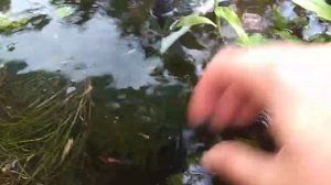 Гуппи в пруду. Перевод растений в водную форму.