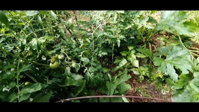 Почему кабачки горькие?! Мое июльское расследование...Кабачок Казерта семена "уральский дачник" смотреть онлайн