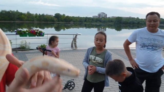 Зевс тигровый питон в Караганде на канале ИГОРЬ Павлович смотреть онлайн