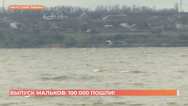 Выпуск мальков в Миусском лимане начался: первые 100 000 пошли! смотреть онлайн