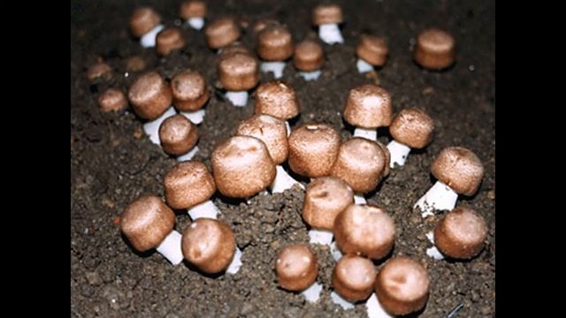 Гриб Агарик Бразильский смотреть онлайн