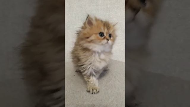 Золотой котенок персидская шиншилла смотреть онлайн