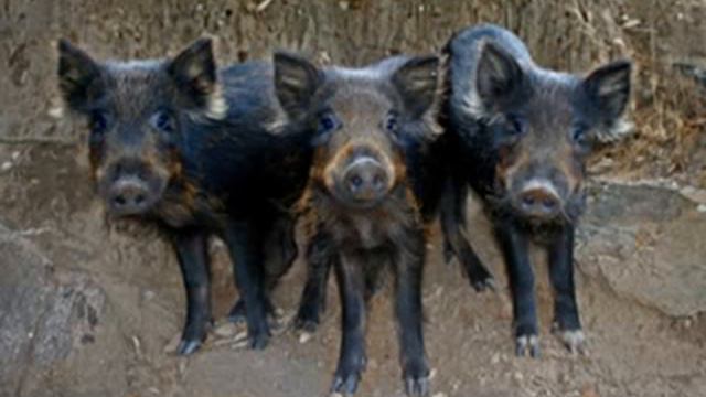 Parco del Cilento, un bando per proteggere le colture agricole con le reti elettrificate смотреть онлайн